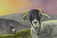 Sheep-Anne-Hardiman